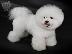 PoulaTo: Bichon Frisé